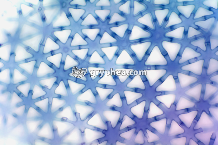 Tige de Jonc avec lacunes aérifères CT x100 - gryphea.com